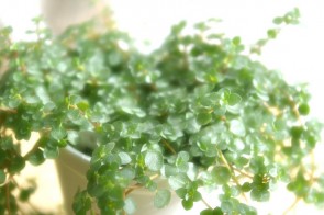 「紫」を取り入れた部屋作りアドバイス04