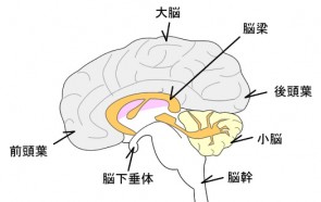 色彩の効果02