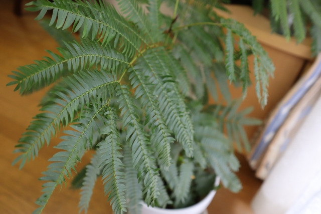 初心者も安心！リビングにおすすめの観葉植物エバーフレッシュ