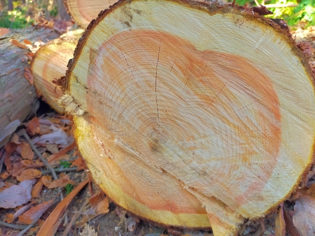 香りだけじゃない！ヒノキの魅力とおすすめのヒノキ家具5選 | COVEARTH