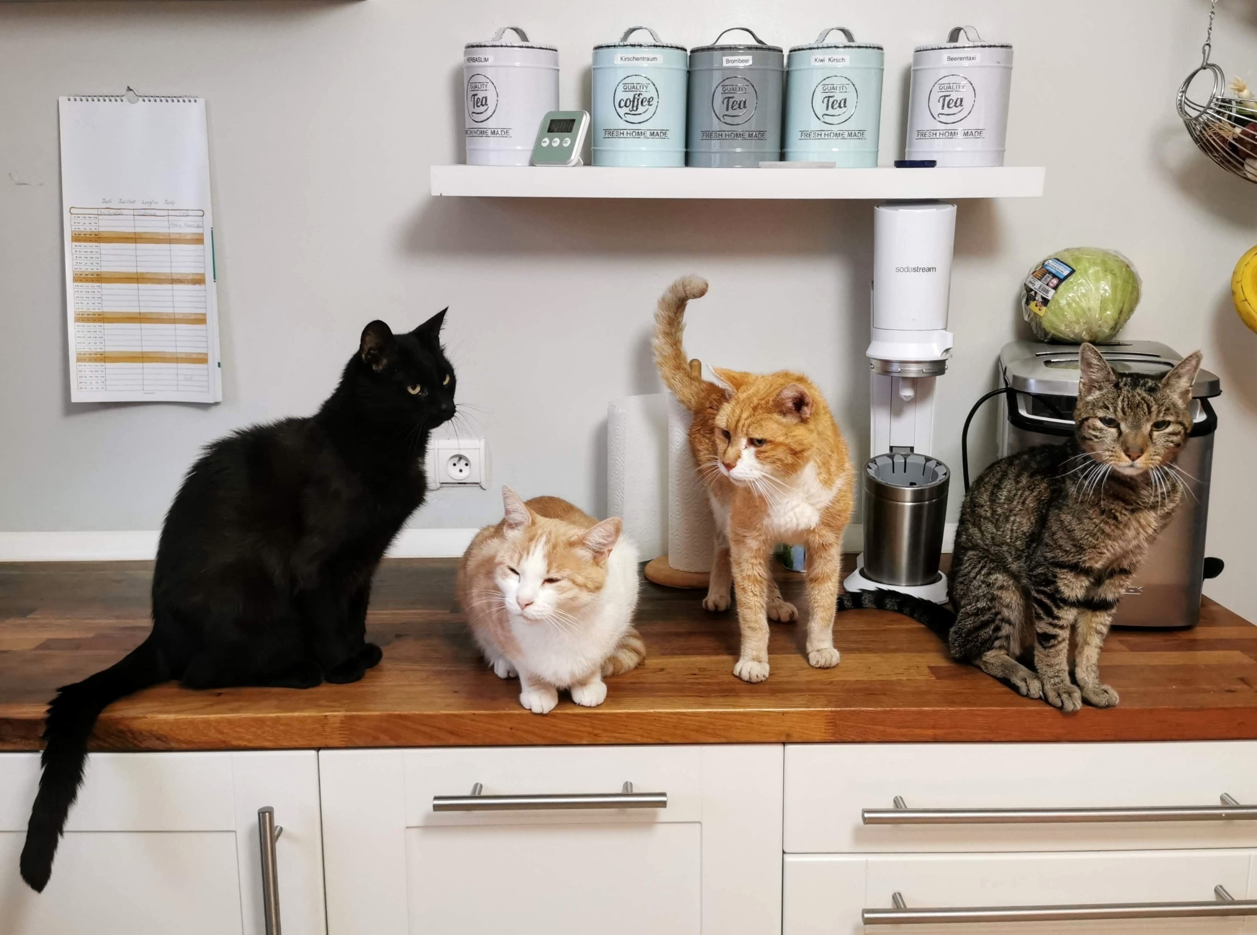 モフモフに癒されたい 猫との暮らしを楽しむ部屋づくりのポイント Covearth Magazine モフモフに癒されたい 猫との暮らしを楽しむ部屋づくりのポイント Covearth Magazine