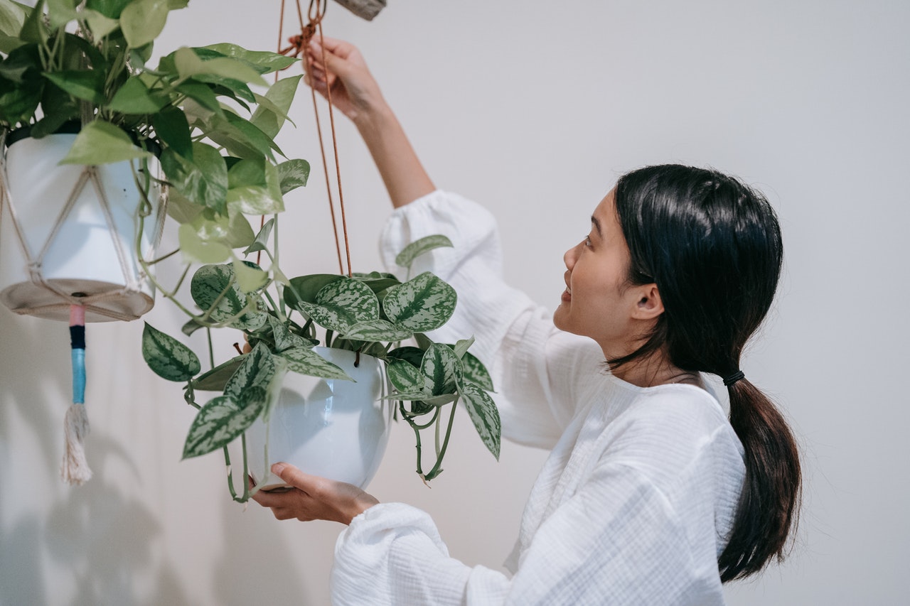 初心者におすすめ リビングを彩る観葉植物と育て方のポイント Covearth Magazine