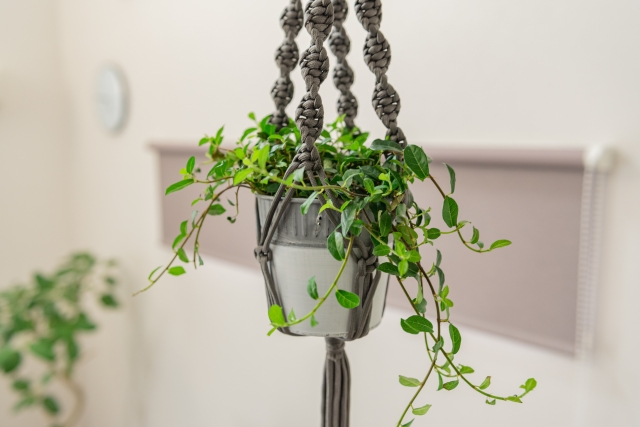 観葉植物をハンギング おしゃれに吊るすコツ おすすめの植物5選 Covearth Magazine