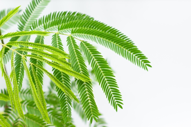 初心者も安心！リビングにおすすめの観葉植物エバーフレッシュ