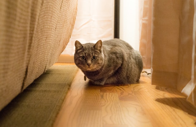 狭くても大丈夫 猫が退屈しないお部屋づくりのポイントをご紹介 Covearth Magazine
