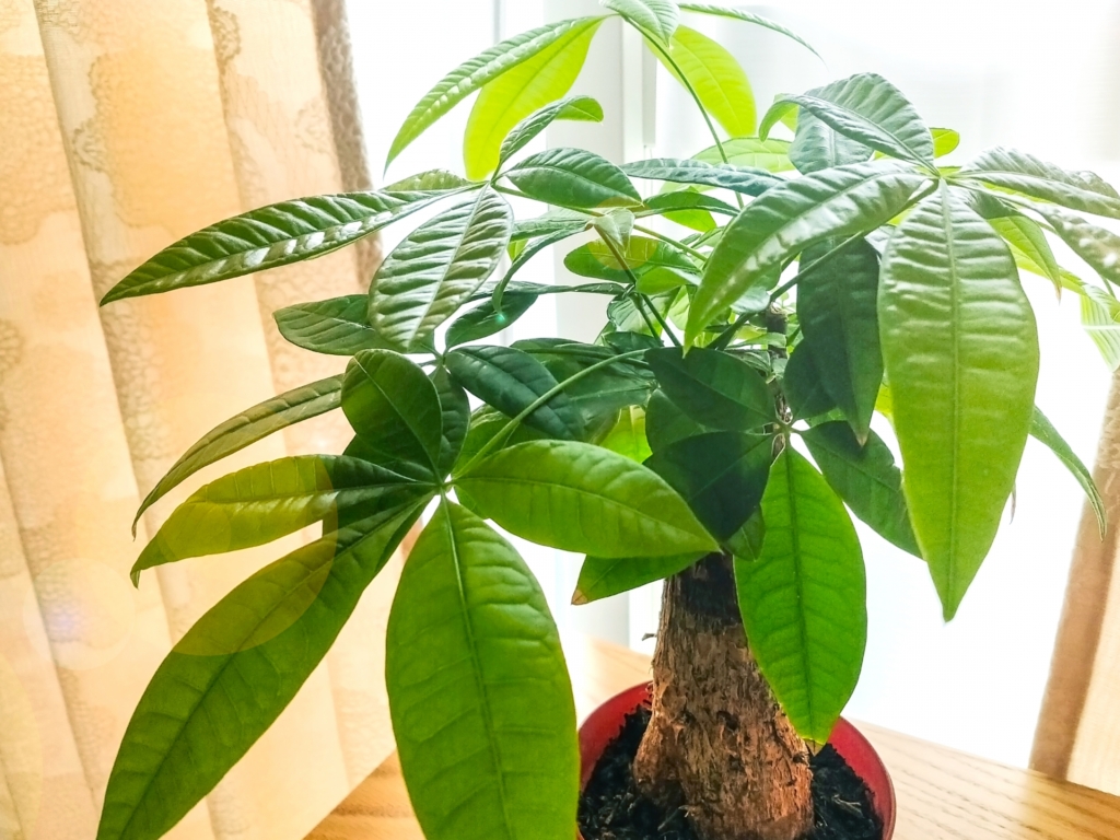 確認用パキラ 観葉植物 緑色の葉