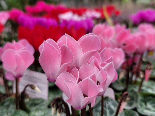 冬のガーデニングに挑戦！3つの注意点とおすすめの花7選 | COVEARTH