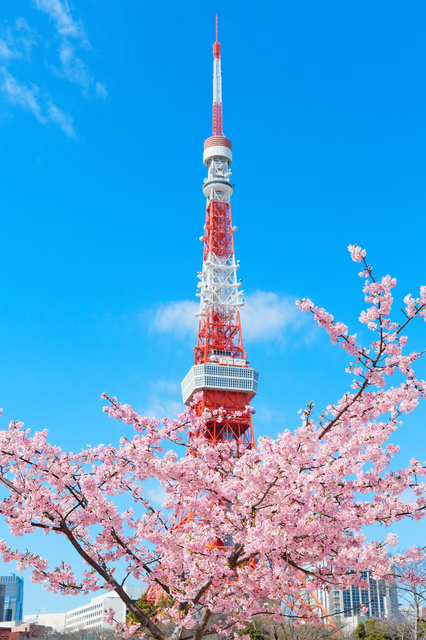 桜のインテリアで春を先取り!季節感のある部屋のポイント 桜のインテリアで春を先取り!季節感のある部屋のポイント