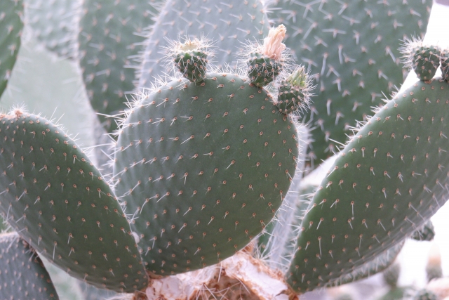 サボテン 岩石獅子【C】 ドライガーデン ガーデニング シルバーブルー