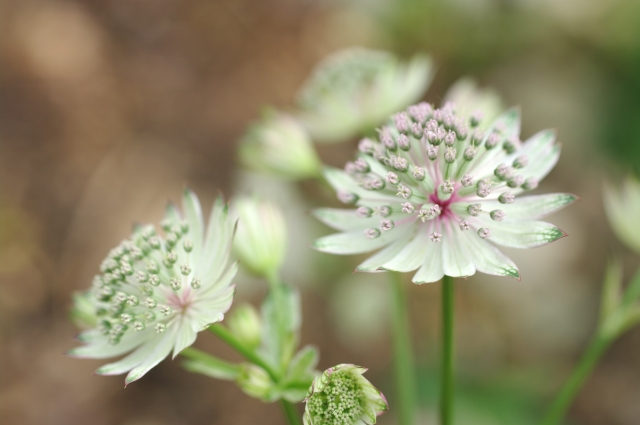 ＊*..natural gardenのようなお花が溢れるアレンジ＊°お花の贈り物 English gardenのようなお花が溢れるナチュラルアレンジ