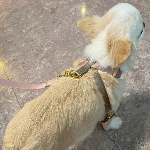 快適さと安全性を考えたオシャレな 犬用ハーネス 15mm幅 Sサイズ