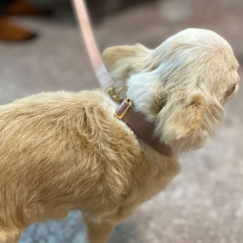 愛犬とのお散歩がより楽しく快適になる 犬用リード 15mm幅 全長約110cm