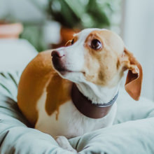 愛犬との優雅なお散歩に 本格ブルレザー使用 犬用首輪 (首回り26から32cm)
