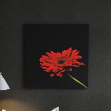 黒と赤の配色でかっこいい大人の雰囲気を演出する 花のアートパネル