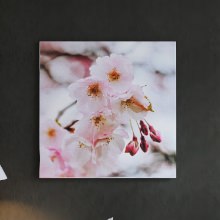 お部屋に飾るだけで爽やかな春の空気が漂う 花のアートパネル