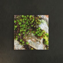 [30×30]自然の息吹を感じる 風景写真のファブリックパネル