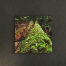 [30×30]グリーンで癒される 風景写真のファブリックパネル