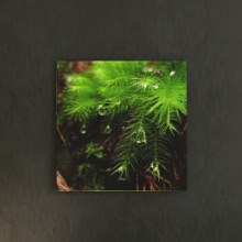 [30×30]フレッシュな印象になる 風景写真のファブリックパネル
