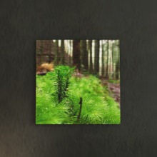 [30×30]森の中の新しい息吹き 風景写真のファブリックパネル