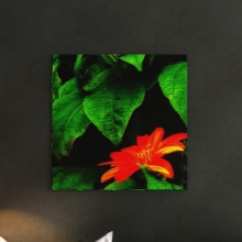 グリーンの葉っぱとオレンジの花が美しい 花の写真の壁掛けインテリア