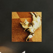 リラックスした姿の可愛い猫 壁掛けインテリアならファブリックパネル/猫