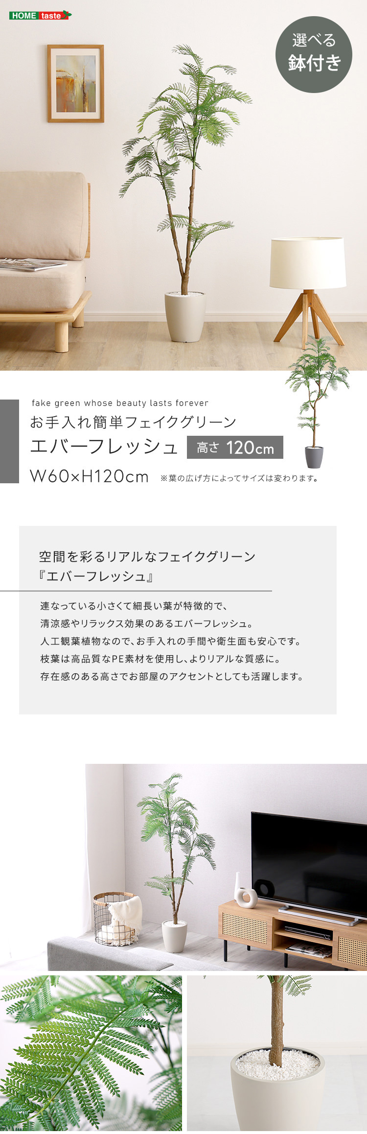 エバーフレッシュ　リビングサイズ　no6 楽天市場】エバーフレッシュ ねむの木 6号鉢サイズ 鉢植え ネム
