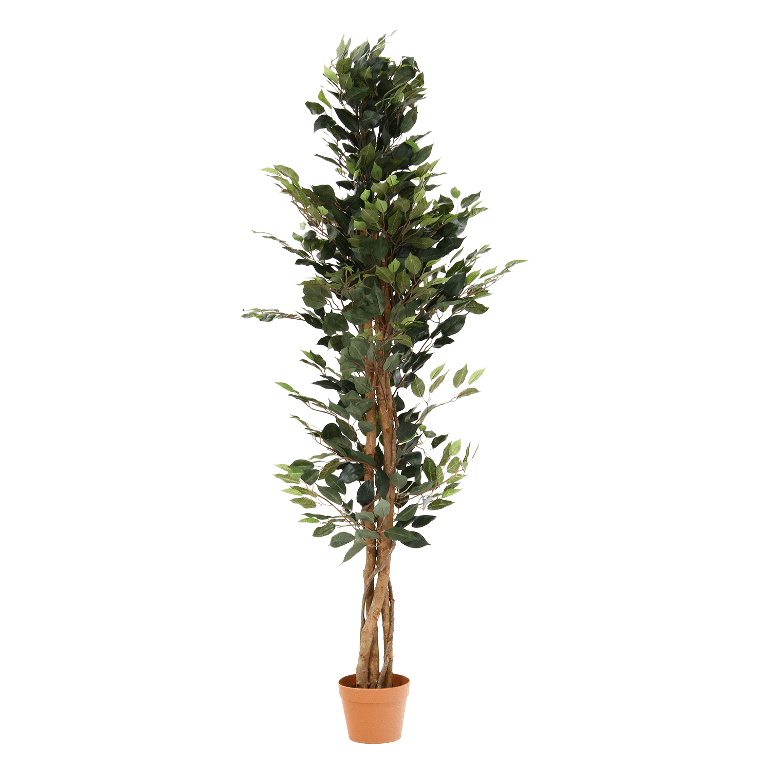 鮮やかなグリーンの葉が癒やしの空間を生み出す 観葉植物